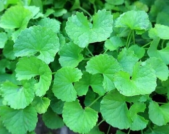 Pennywort, Gotu Kola Seeds (Big Leaf, Small Leaf), Hạt Giống Rau Má Lá Lớn, Lá Nhỏ, 仙草, Centella (200+ PCs)