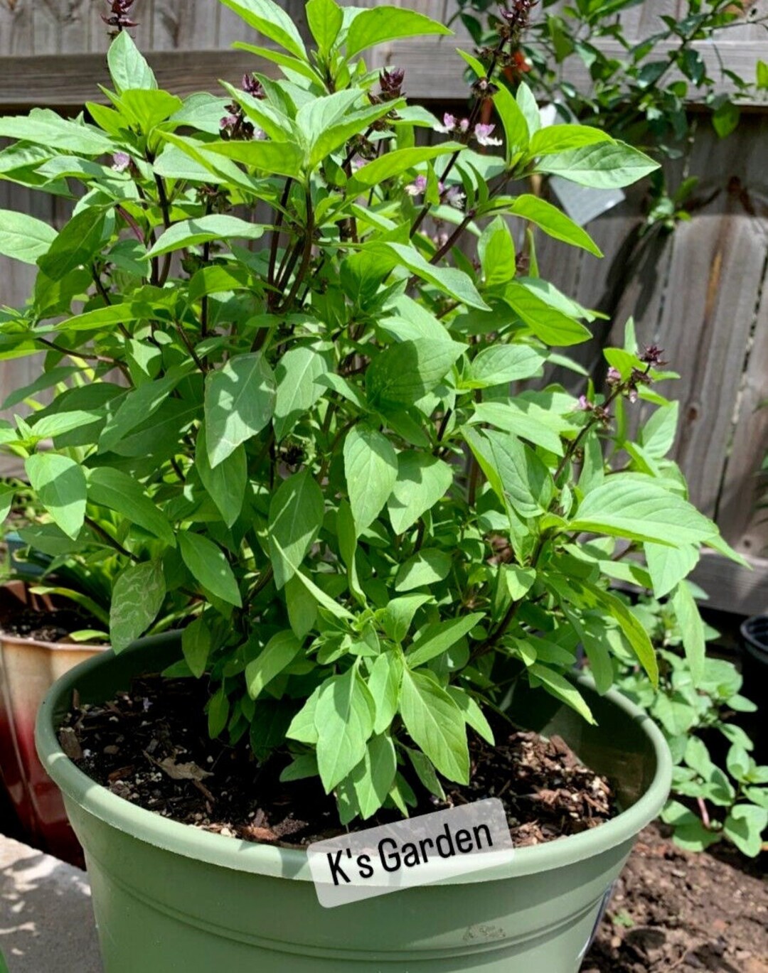 Thai Basil, Ocimum Basilicum Seeds, Hạt Giống Húng Quế, Albahaca