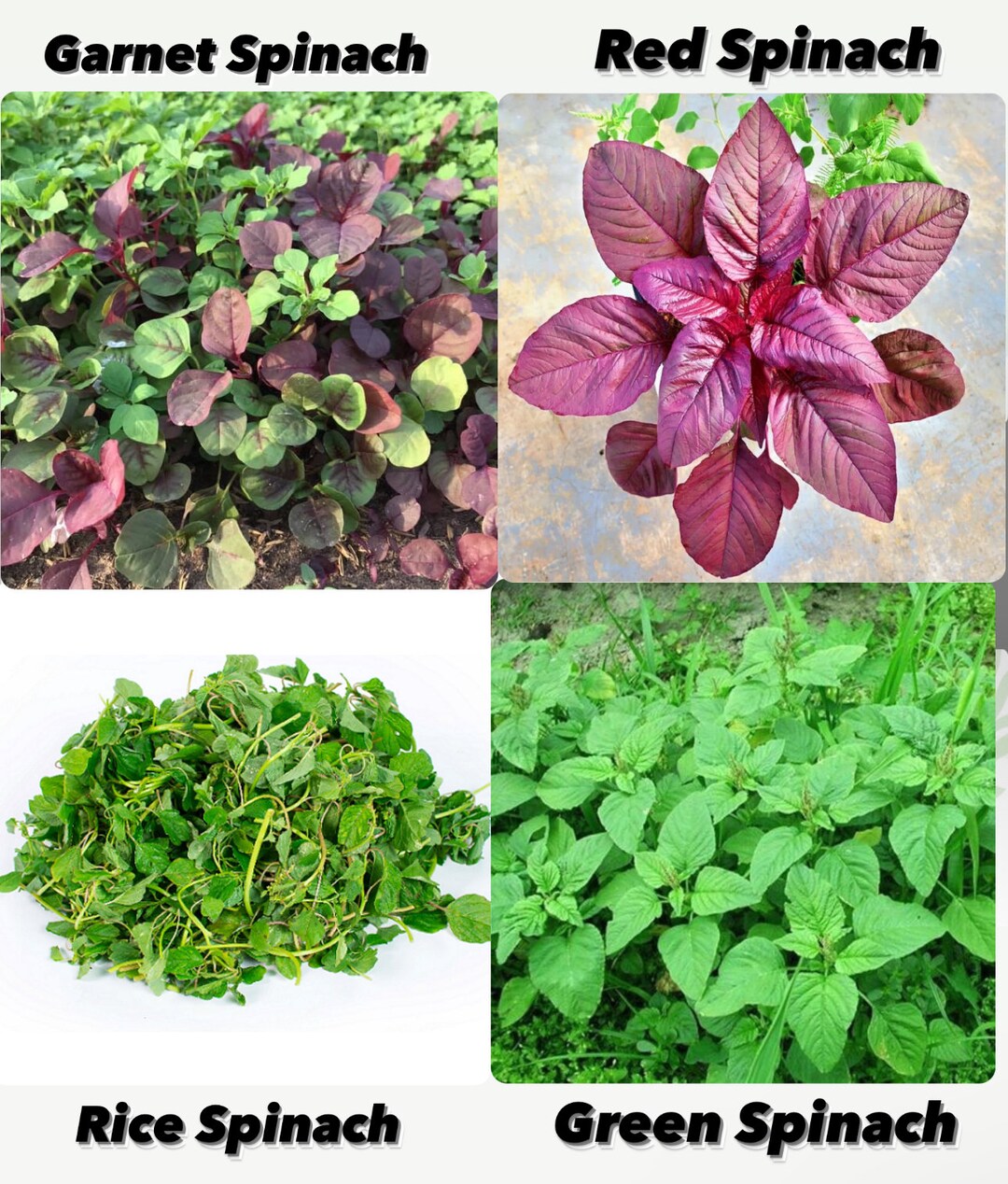 Red/green/garnet/rice Spinach Amaranth Seeds, Hạt Giống Rau Dền Đỏ/xanh ...