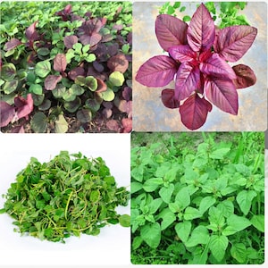 Red/Green/Garnet/Rice Spinach Amaranth Seeds, Hạt Giống Rau Dền Đỏ/Xanh/Ba Màu/Cơm, 红菠菜, espinaca roja | 99% Germination Rate|