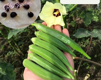 Okra, Cows Horn Seeds - Hạt Giống Đậu Bắp (100+ PCs)