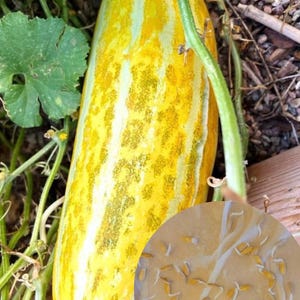 Musk Melon Seeds, Hạt Giống Dưa Gang Dẻo, 甜瓜 | 98% Germination Rate, New Seeds