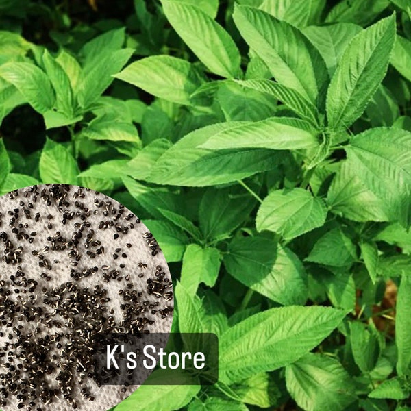 Green Jute, Egyptian Spinach, Saluyot Seeds,  Hạt Giống Đay Xanh, 綠黃麻, 녹색 황마, Yute Verde, Jute Verte, Yeşil Jüt | High Germination |