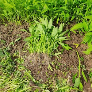 Water Spinach Seeds Big Leaf, Small Leaf, Super Buds, ong choy, kangkong, Rau Muống Lá Lớn, Lá Tre, Siêu Đọt 400 PCs Bild 6