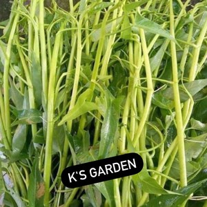 Water Spinach Seeds Big Leaf, Small Leaf, Super Buds, ong choy, kangkong, Rau Muống Lá Lớn, Lá Tre, Siêu Đọt 400 PCs Bild 7