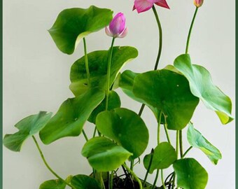 5 Pink Guan Yin Lotus Seeds (Hạt Sen Quan Âm Hồng) - Easy To Grow Water Plant