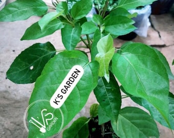 Premna Serratifolia Seeds, Hạt Giống Lá Cách, 豆腐柴, 프렘나 세라티폴리아, プレムナ セラティフォリア | New High Quality | Germinating Time: 30-90 Days |