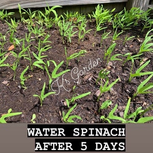 Water Spinach Seeds Big Leaf, Small Leaf, Super Buds, ong choy, kangkong, Rau Muống Lá Lớn, Lá Tre, Siêu Đọt 400 PCs Bild 5