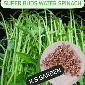 Water Spinach Seeds Big Leaf, Small Leaf, Super Buds, ong choy, kangkong, Rau Muống Lá Lớn, Lá Tre, Siêu Đọt 400 PCs Super Buds(Siêu đọt)