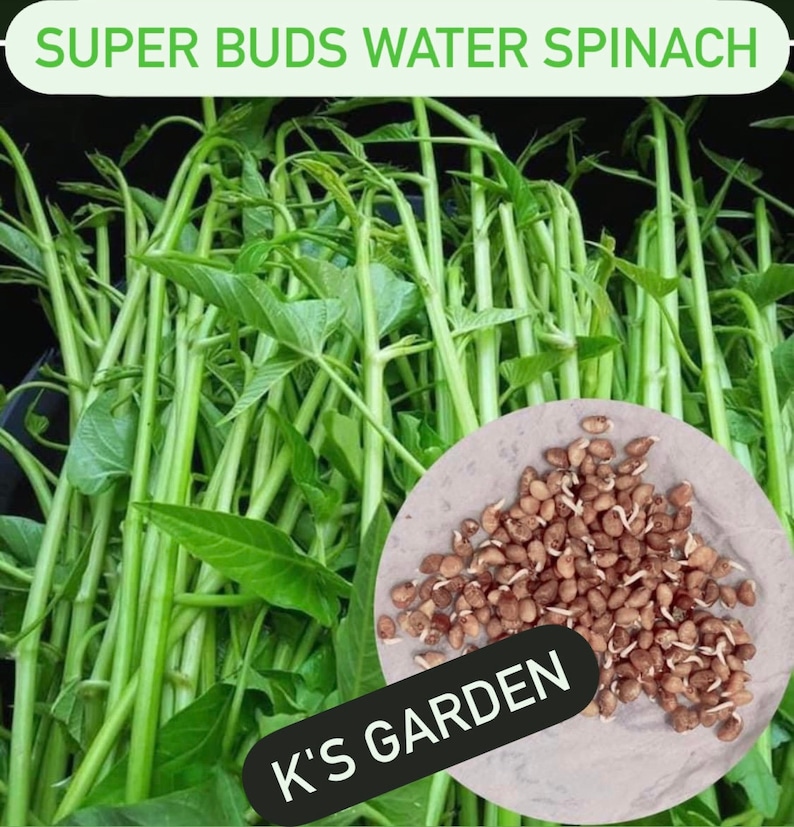 Water Spinach Seeds Big Leaf, Small Leaf, Super Buds, ong choy, kangkong, Rau Muống Lá Lớn, Lá Tre, Siêu Đọt 400 PCs Super Buds(Siêu đọt)