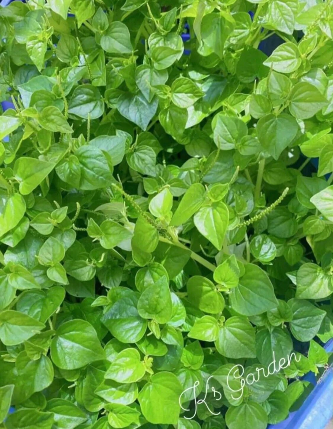 1000+ Fresh Crab Claw Herb Seeds (Peperomia Pellucida) - Rau Cang Cua, Easy Grow
