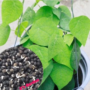 May include: A close-up of a potted plant with heart-shaped green leaves. A circle in the foreground shows black seeds with white tips. The circle has the text "K's Garden" in pink.