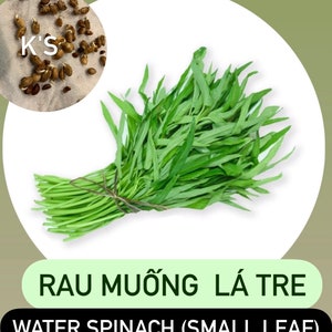 Water Spinach Seeds Big Leaf, Small Leaf, Super Buds, ong choy, kangkong, Rau Muống Lá Lớn, Lá Tre, Siêu Đọt 400 PCs Small Leaf (Lá Tre)