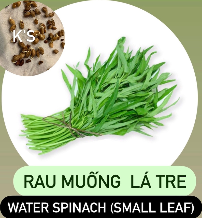 Water Spinach Seeds Big Leaf, Small Leaf, Super Buds, ong choy, kangkong, Rau Muống Lá Lớn, Lá Tre, Siêu Đọt 400 PCs Small Leaf (Lá Tre)