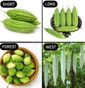 Green bitter melon seeds (West/Short/Long/Forest) - Hạt Giống Khổ qua (tây/ lùn/dài/ rừng) - Balsam pear, Ku gua, foo gwah - 여주 - 苦瓜