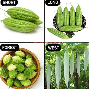 May include: Four different types of bitter melon, labeled "Short", "Long", "Forest", and "West". The "Short" and "Long" varieties are green and have a bumpy texture. The "Forest" variety is green and has a more rounded shape. The "West" variety is white and long.