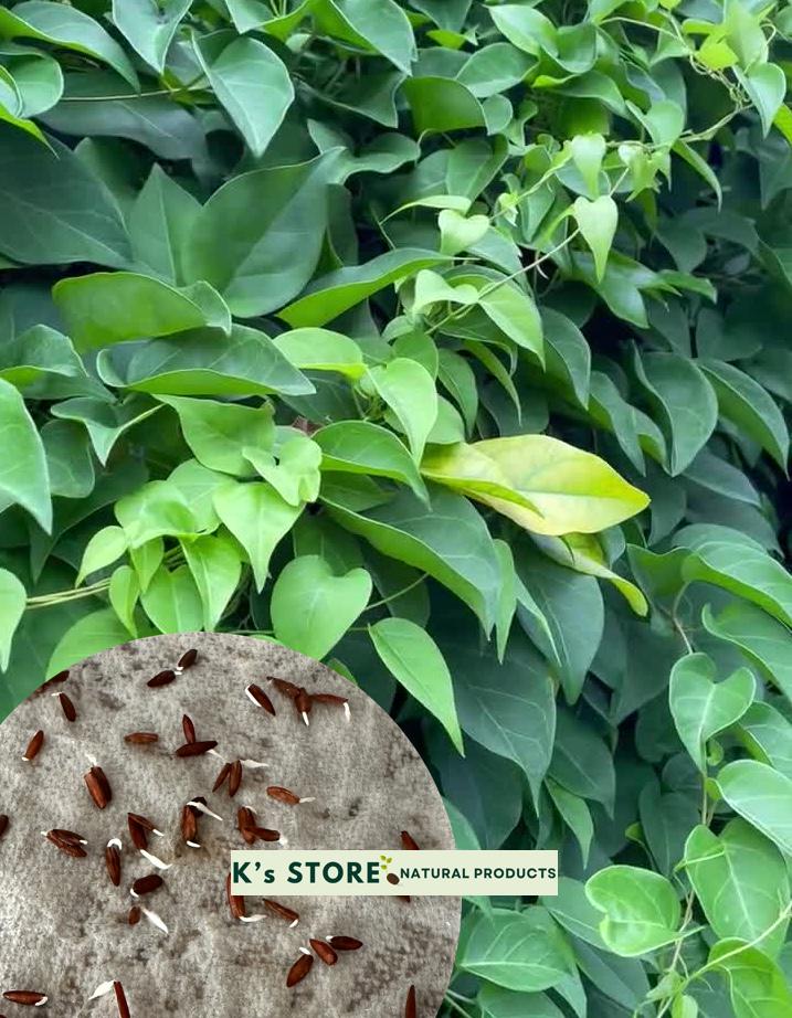 Vietnamese Hat Giong La Giang Vegetable Seeds - 10 Seeds + FREE Gift