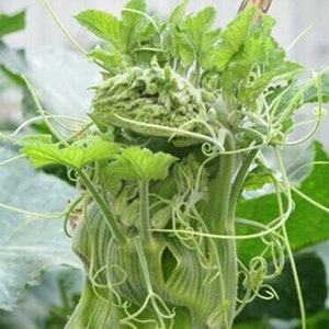 Super Squash Buds Seeds, Hạt Giống Bí Siêu Ngọn, Súper cogollos de calabaza, 超級南瓜芽 | 98% Germination Rate (10 PCs)