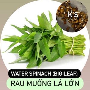 Water Spinach Seeds Big Leaf, Small Leaf, Super Buds, ong choy, kangkong, Rau Muống Lá Lớn, Lá Tre, Siêu Đọt 400 PCs Big Leaf (Lá Lớn)