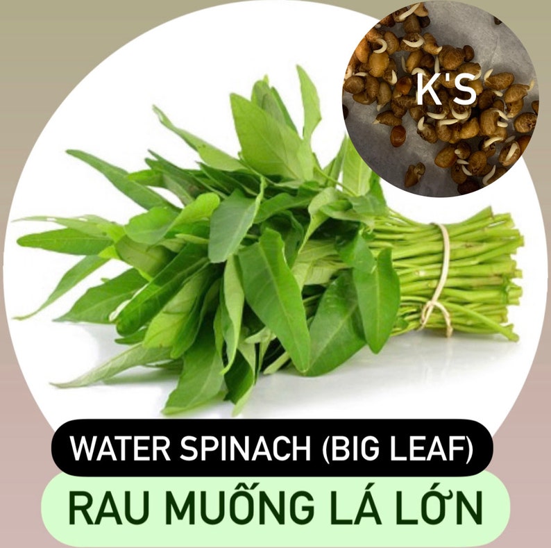 Water Spinach Seeds Big Leaf, Small Leaf, Super Buds, ong choy, kangkong, Rau Muống Lá Lớn, Lá Tre, Siêu Đọt 400 PCs Big Leaf (Lá Lớn)