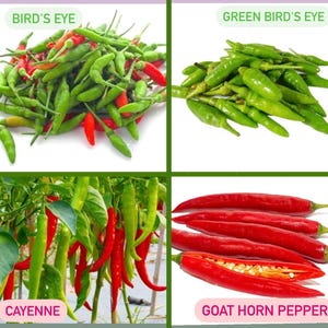 May include: Four different types of chili peppers: Bird's Eye, Green Bird's Eye, Cayenne, and Goat Horn Pepper. The peppers are shown in various stages of ripeness, from green to red.
