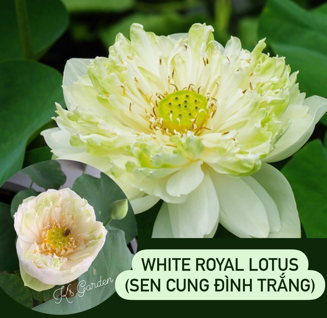 Lotus Seed Candy / Mut Hat Sen | Phan Thiet Oriental Market