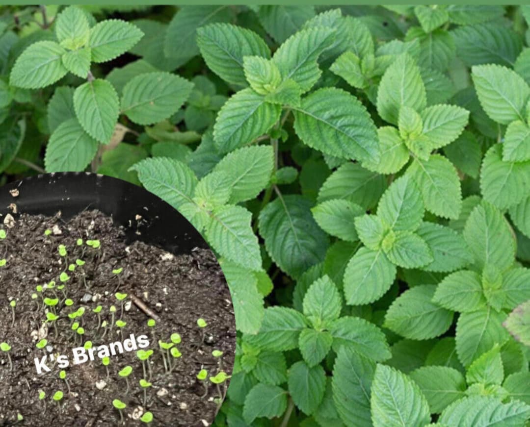 Black Herb Grass Jelly Seeds, Hạt Giống Sương Sáo Thạch Đen, 台灣仙草, 블랙