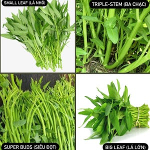 Water Spinach Seeds (Big Leaf/Small Leaf/Super Buds/Triple Stem),ong choy,kangkong, Rau Muống (Lá Lớn/Lá Tre/Siêu Đọt/Ba Chạc) 200+-2000+pcs