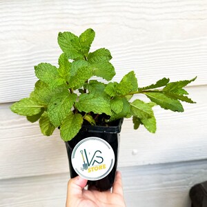 5 Peppermint Herb Live Vegetable Plants , Cây Giống Rau Húng Lũi, ペパーミント, 薄荷, 박하, menta| easy to plant