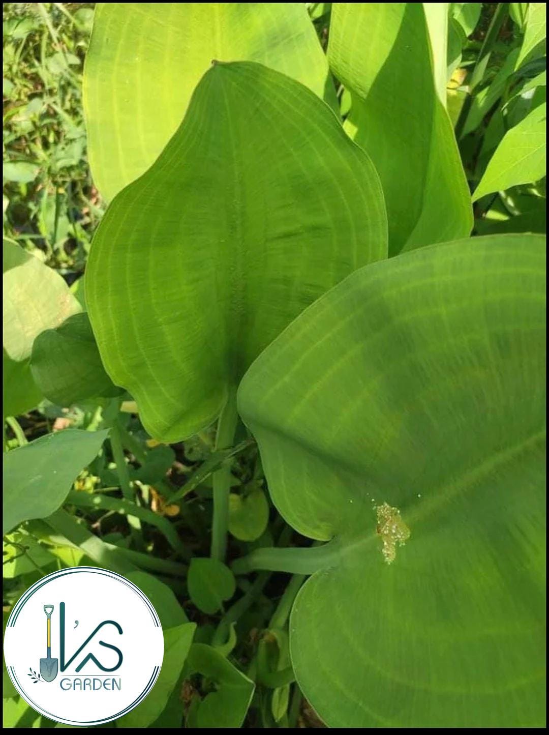 Limnocharis Flava Seeds (100+) - Yellow Sawah Lettuce, Kèo Nèo, Aquatic Plant