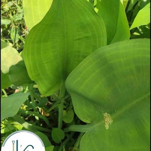 May include: Close-up of large, green, veined leaves of a plant. The leaves are growing in a cluster and have a smooth, glossy texture.