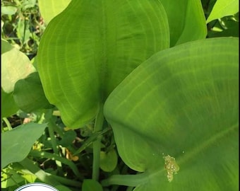 Limnocharis Flava, Yellow Sawah Lettuce, Burr Head Seeds, Hạt Giống Kèo Nèo (100+ PCs)