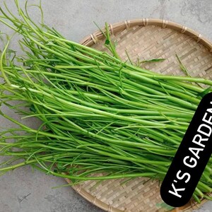 Water Spinach Seeds Big Leaf, Small Leaf, Super Buds, ong choy, kangkong, Rau Muống Lá Lớn, Lá Tre, Siêu Đọt 400 PCs Bild 8