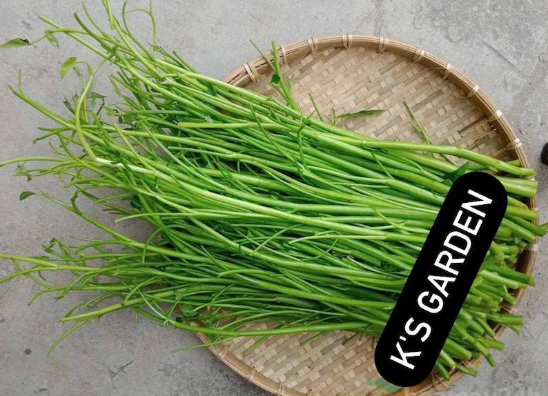 Water Spinach Seeds Big Leaf, Small Leaf, Super Buds, ong choy, kangkong, Rau Muống Lá Lớn, Lá Tre, Siêu Đọt 400 PCs Bild 8