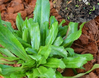 Culantro Seeds - ngò gai - mexican coriander - 庫蘭特羅 - puerto rican - thai parsley (98% germination rate)