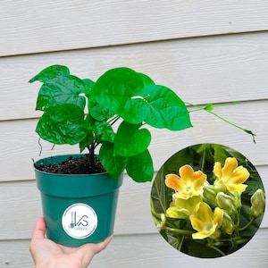May include: A potted plant with large, vibrant green leaves. The plant is in a green plastic pot. A circular inset shows yellow and orange flowers. The pot has a white sticker with the text "VS GARDEN".