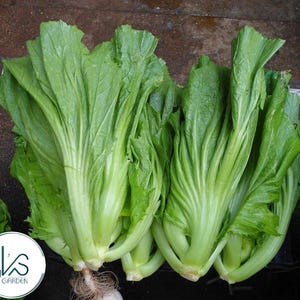 May include: A bunch of fresh green leafy vegetables, likely mustard greens, with large, ruffled leaves.