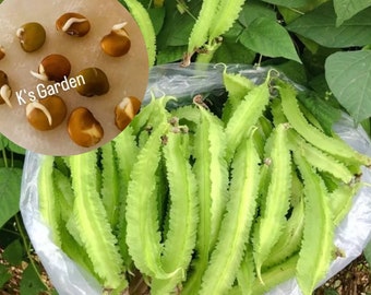 Winged Bean Seeds, Dragon Bean - Hạt Giống Đậu Rồng (15+ PCs) - 98% Germination Rate