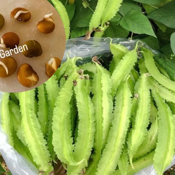 Winged Bean Seeds, Dragon Bean - Hạt Giống Đậu Rồng (15+ PCs) - 98% Germination Rate