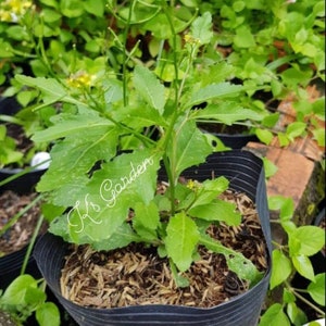 Rorippa Dubia Spinach Seeds, Hạt Giống Cải Đất, Espinaca, 菠菜 (400 Pcs)
