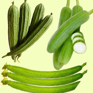 Super Luffa Buds/ Bonanza Angled/ Extra Long Luffa/ Short Luffa Seeds, Hạt Mướp Siêu Nụ /Mướp Khía/ Mướp Dài/Mướp Hương Ngắn (5 PCS)