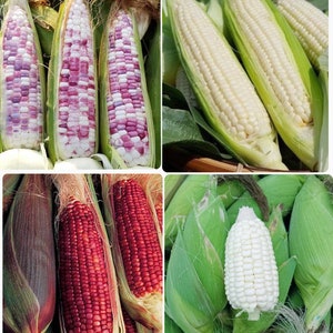Corn Seeds (Waxy Corn, White Extra Stick, Wild Violet Hybrid, Ruby Red Queen) Bắp Nếp Nù, Bắp Nếp Trắng, Bắp Nếp Hồng, Bắp Nếp đỏ - 糯玉米, 甜玉米