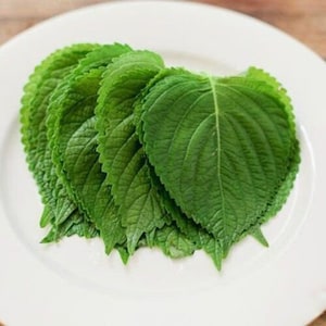 Korean Shiso Herb Seeds (Perilla), Hạt Giống Rau Mè Hàn Quốc, 這就是想法, 이 방안, Esta Es La Idea, C'est L'idée, Esta É A Ideia, Das Ist Die Idee