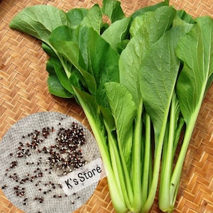 Choy Gum, Yu Choy, Chinese Flowering Cabbage Seeds, Hạt Giống Cải Ngọt (600+ PCs)