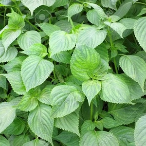 100+ Korean Shiso Herb Seeds (Perilla), Hạt Giống Rau Mè Hàn Quốc, 這就是想法, 이 방안, Esta Es La Idea, C&#39;est L&#39;idée, Esta É A Ideia