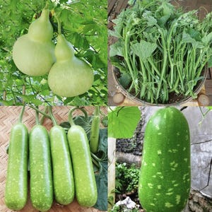 SQUASH GOURD SEEDS (Super Squash Bud/ Long-Short Bottle Gourd Star/ Birdhouse Gourd) - Hạt Giống Bầu Siêu Ngọn/Bầu Sao Dài-Ngắn/ Bầu Hồ Lô