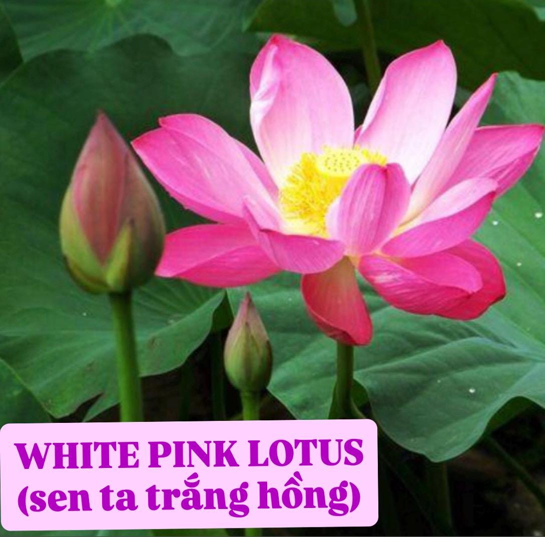 5 Pink Guan Yin Lotus Seeds - Easy Grow Water Lily For Ponds - HẠT SEN QUAN ÂM HỒNG