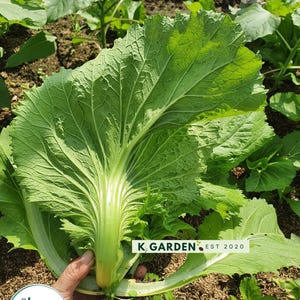 thumbnail image 2 of 500++ Kekkyu Takana Oriental Mustard Seeds (Brassica Juncea) - Non-GMO, Organic, For Spring/Fall Planting 2 of 5