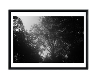 Photographie d'art à téléchargement immédiat, art mural imprimable, décoration, noir et blanc, arbres, nature, paysage
