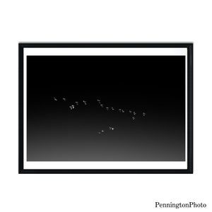 Fine Art Fotografie, digitaler Sofort-Download, druckbare Wandkunst, Dekor, schwarz und weiß, Vögel, Herde, Natur, Wildtiere